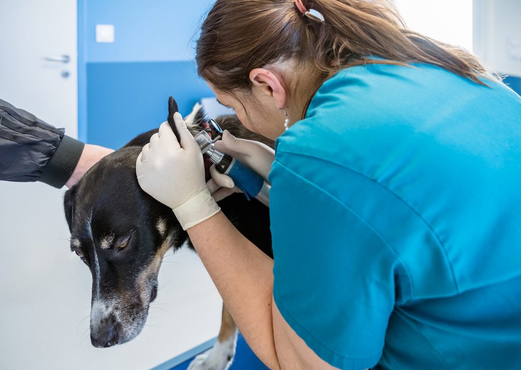 Consultation chien, clinique vétérinaire de Jugon