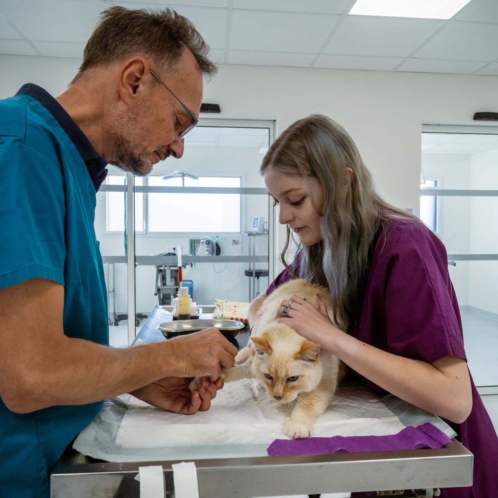 Consultation générale, clinique vétérinaire de Jugon