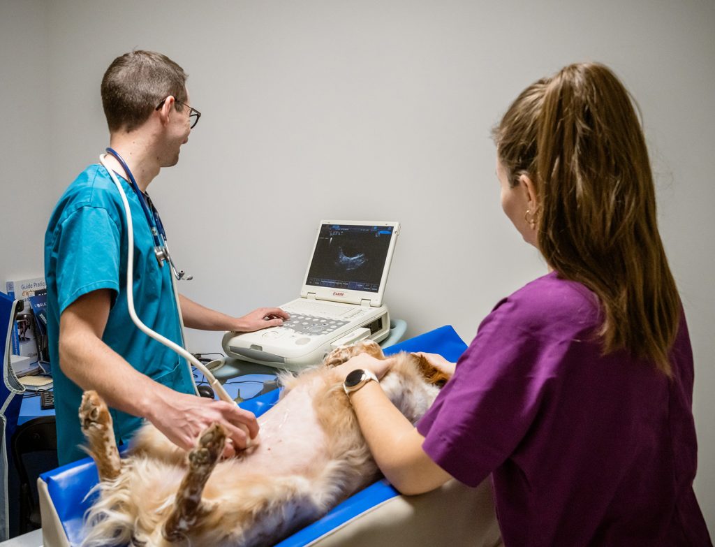Imagerie médicale, clinique vétérinaire de Jugon