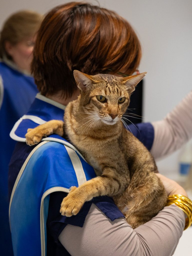 Rayon x clinique vétérinaire Saint Victor