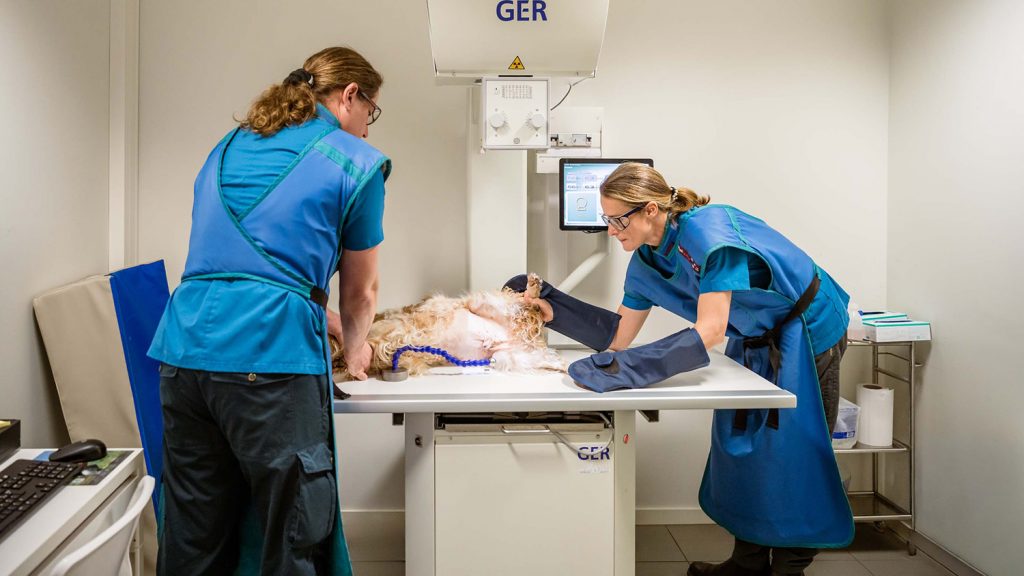 Rayon x, clinique vétérinaire de Le Mené