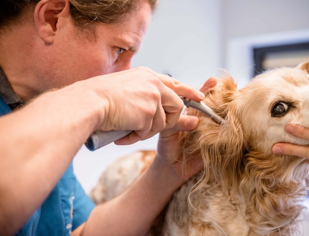 Consultation chien, clinique vétérinaire de Le Mené