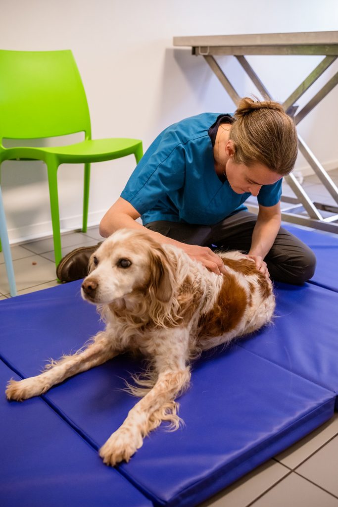 Ostéopathie, clinique vétérinaire de Le Mené