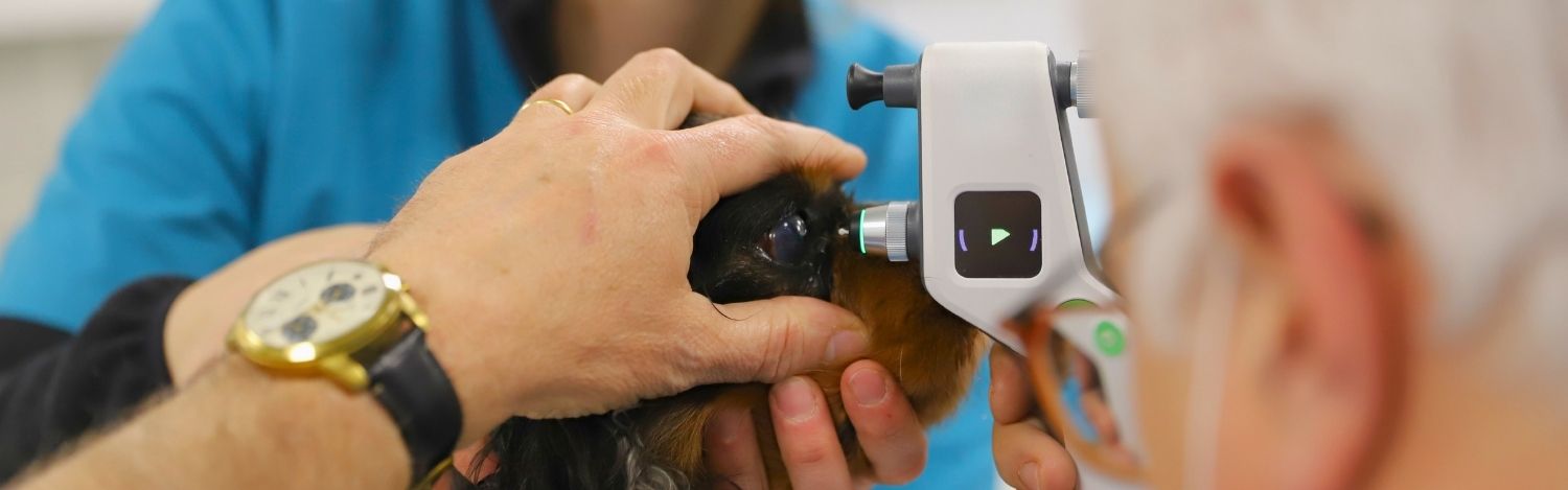 ophtalmologie-veterinaire