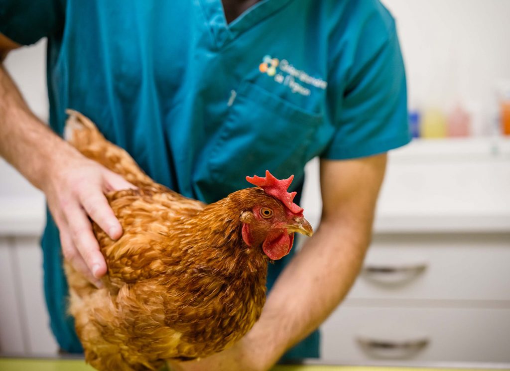 Consultation rurale, clinique vétérinaire de Plancoët