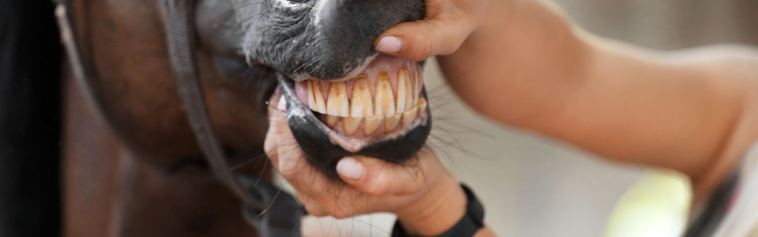 suivi-dents-cheval