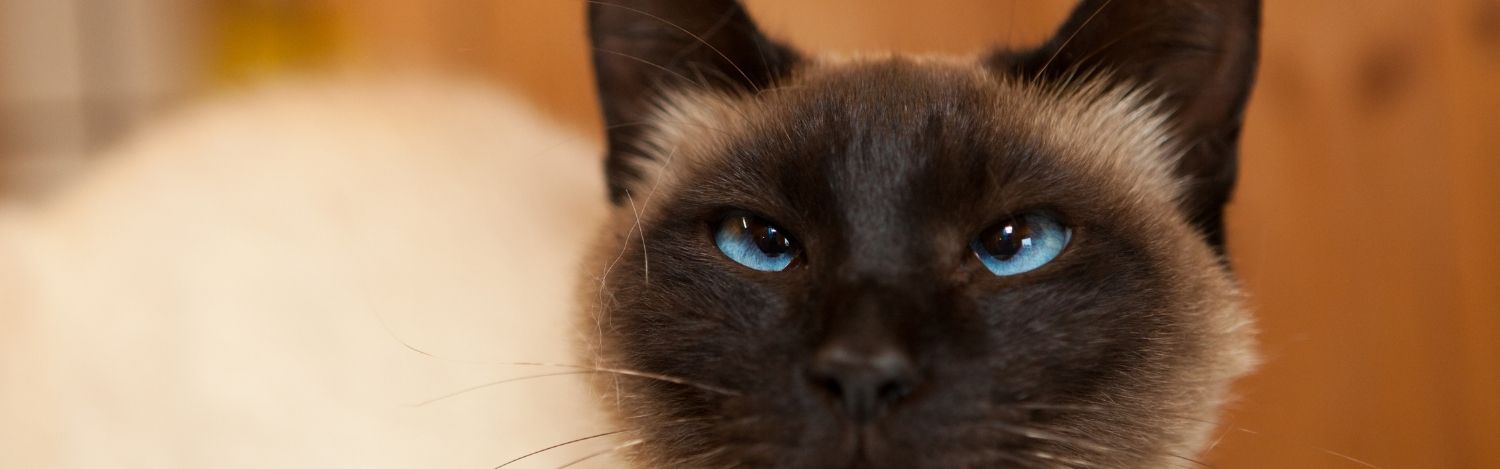 trouble-nerveux-chat