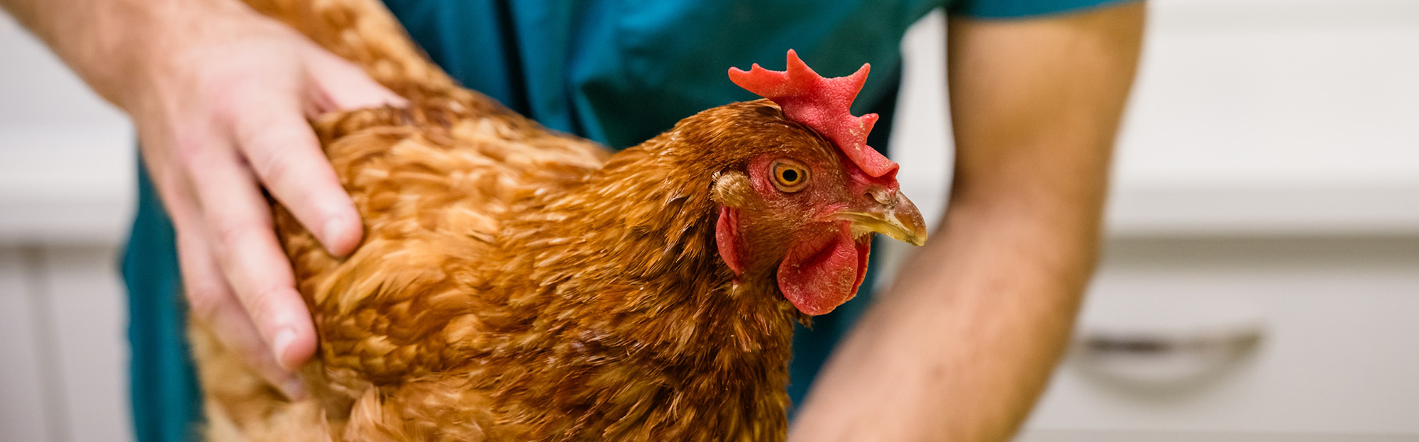 Vétérinaire pour poule