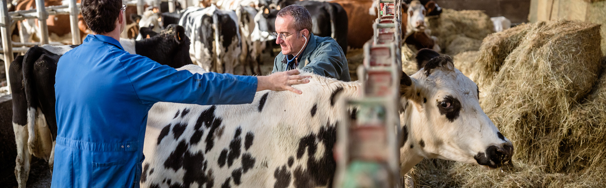 Vétérinaire pour vache