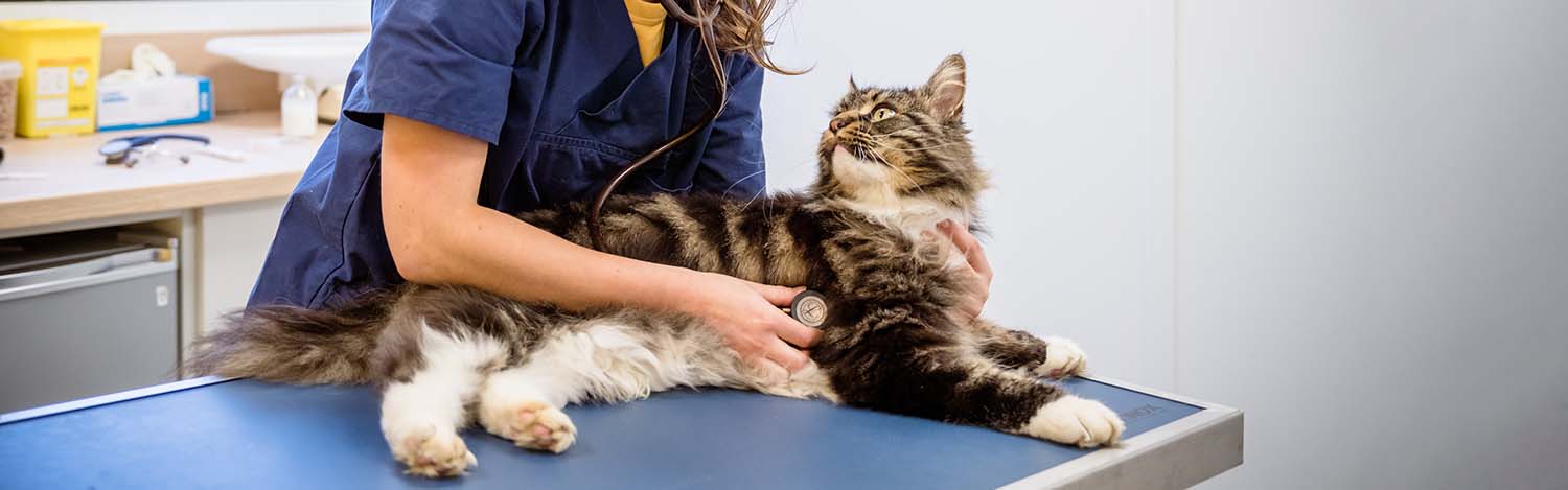 Cardiologie vétérinaire