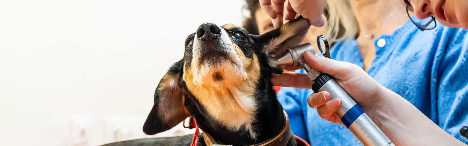 Dermatologie vétérinaire