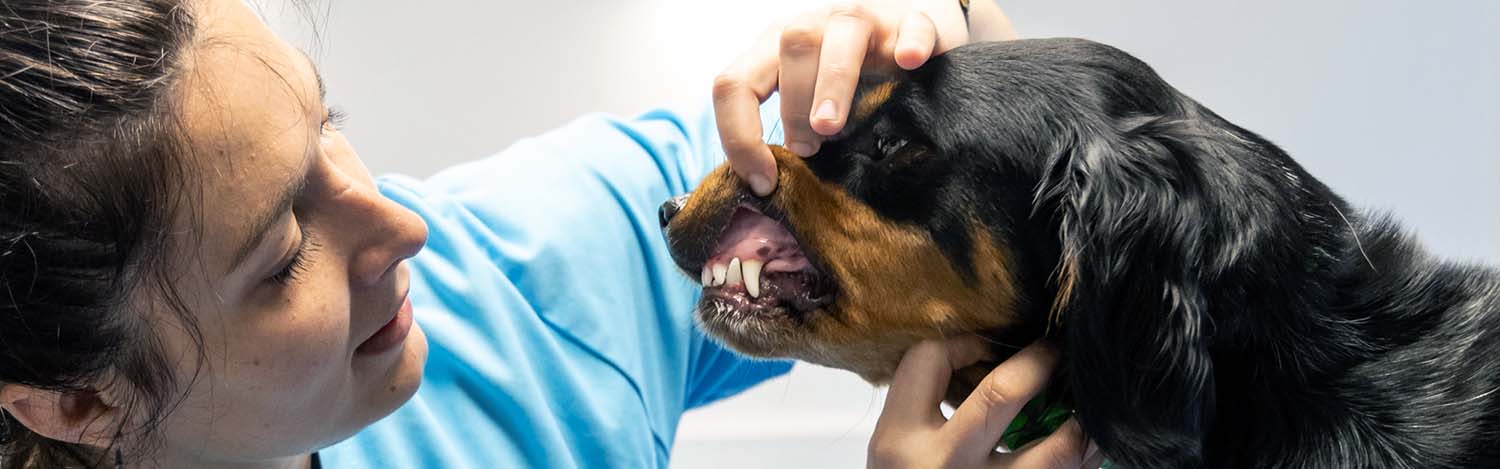 Détartrage vétérinaire