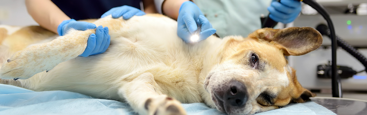 Endoscopie vétérinaire