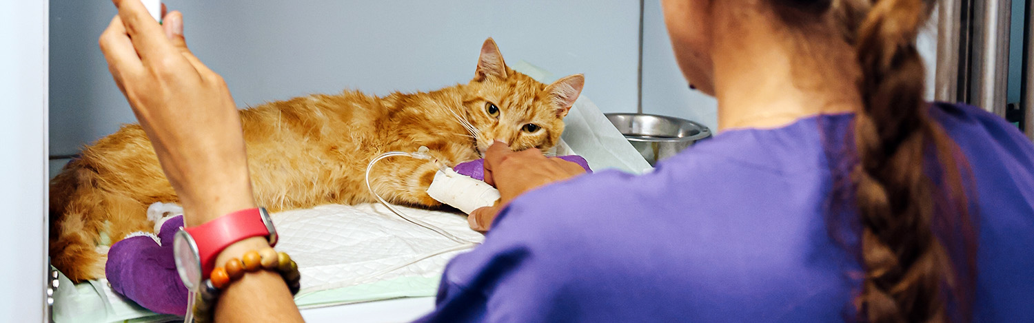 Hospitalisation du chat