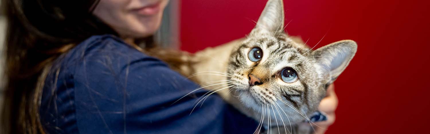 Neurologie vétérinaire