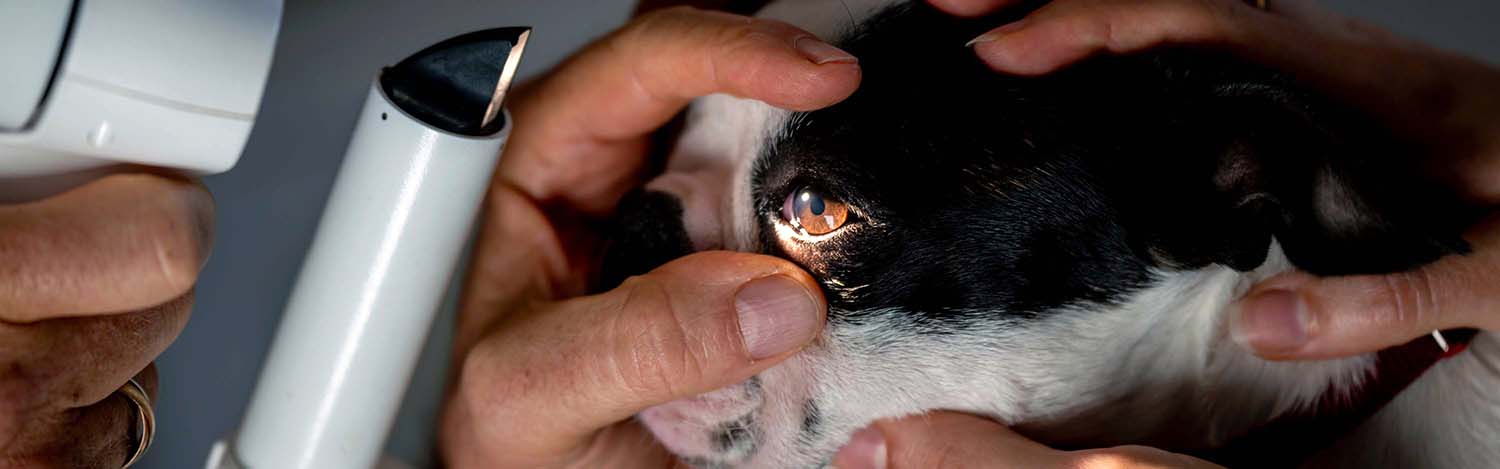 Ophtalmologie vétérinaire