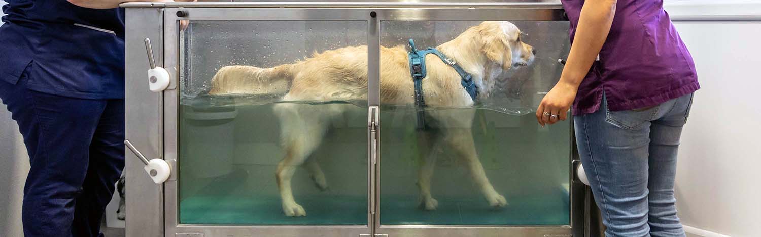 Physiothérapie vétérinaire