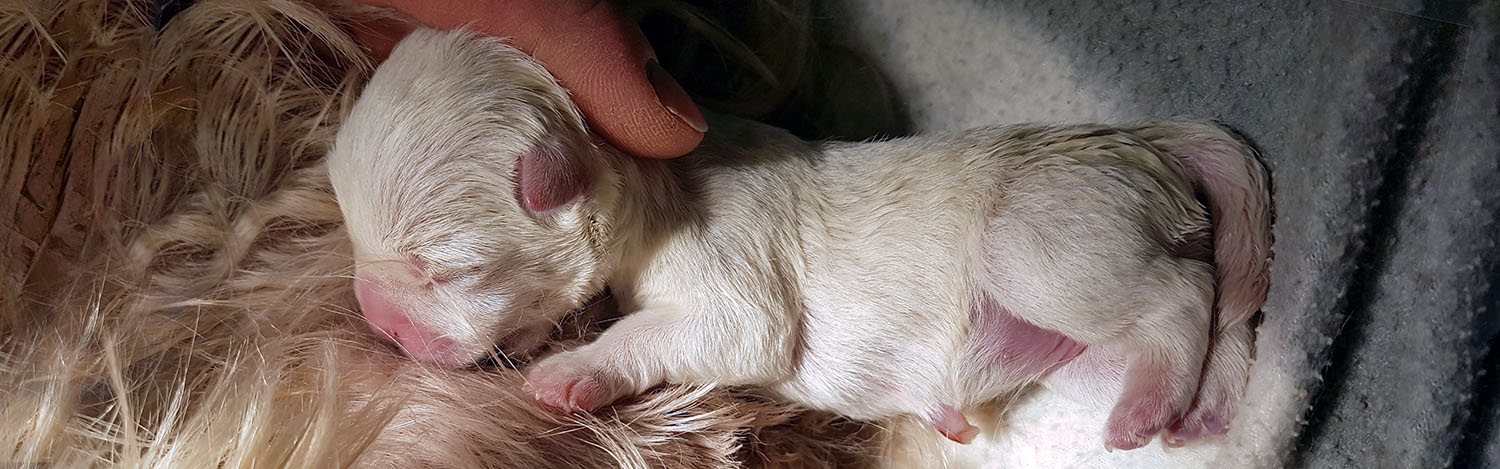 Reproduction animale