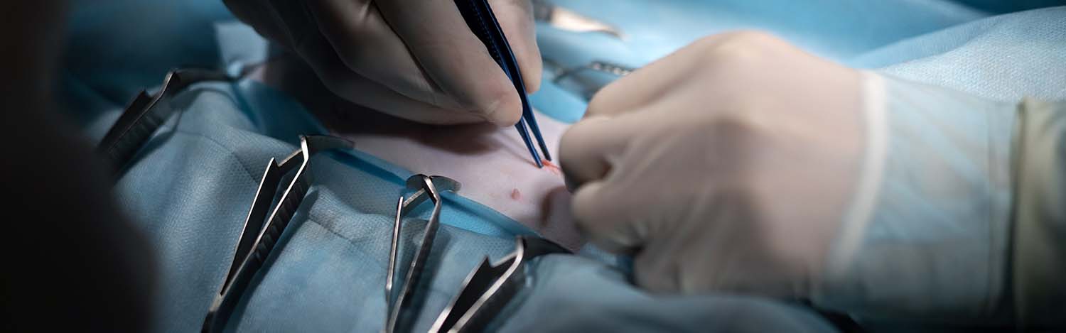 Stérilisation animal de compagnie