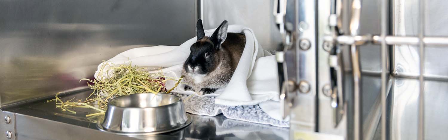 Vétérinaire pour lapin