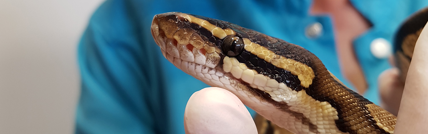 Vétérinaire pour reptile