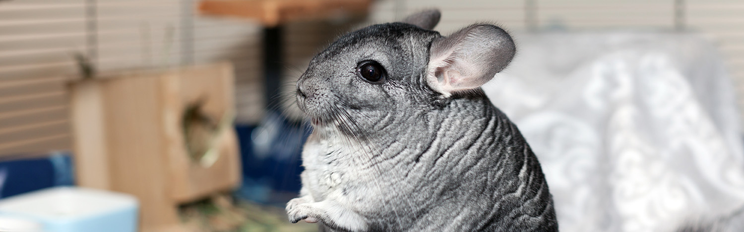 Vétérinaire pour rongeurs