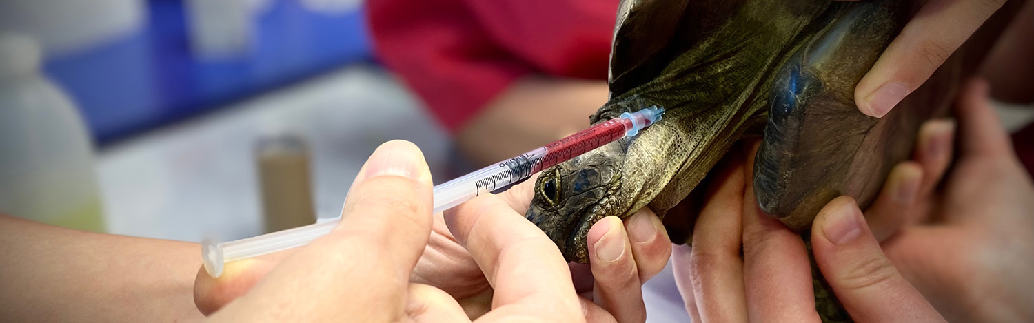 Vétérinaire pour tortue