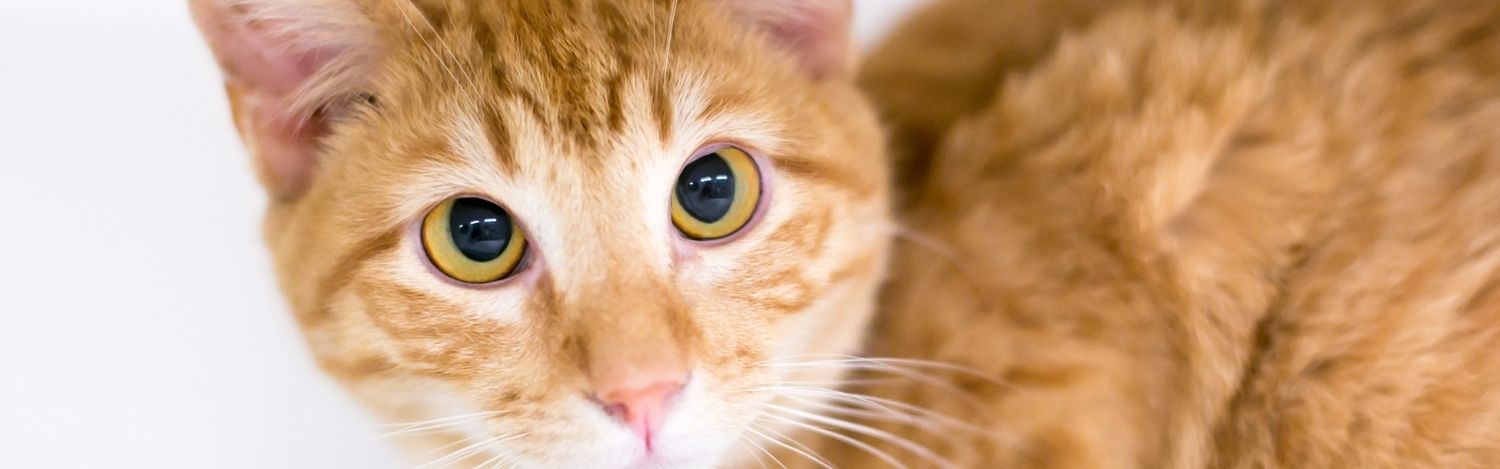 neurologie-veterinaire-laurent-fuhrer