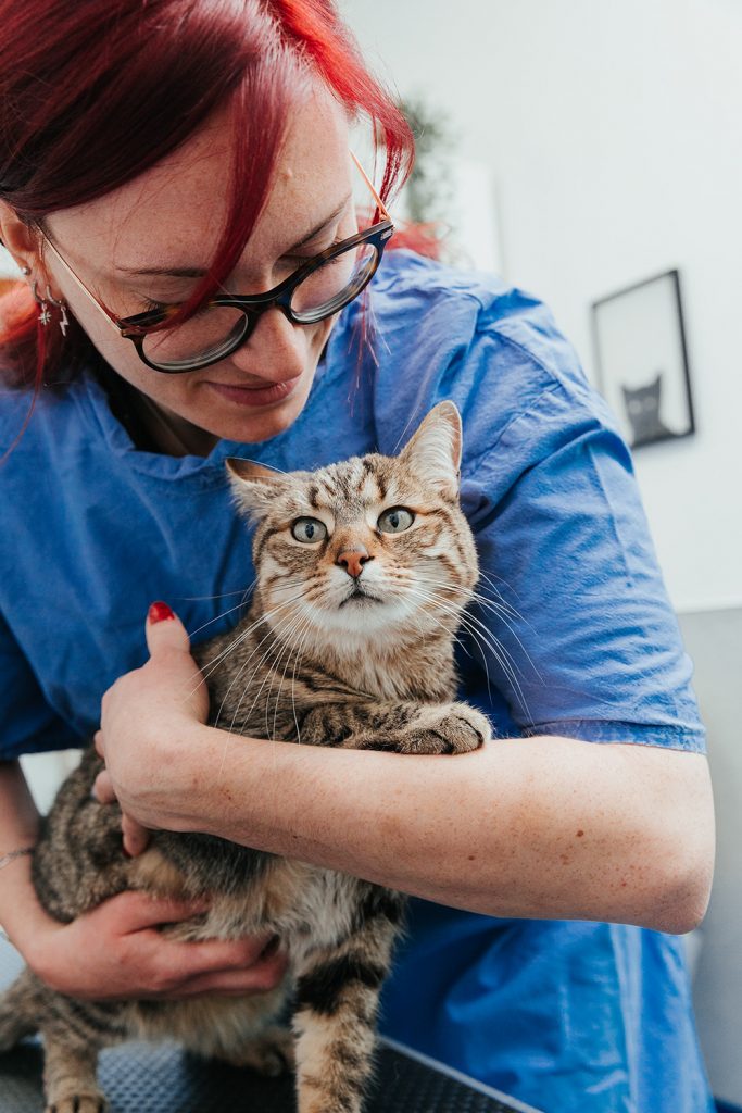 Consultation chat clinique vétérinaire du Pont Gabriel à Blois