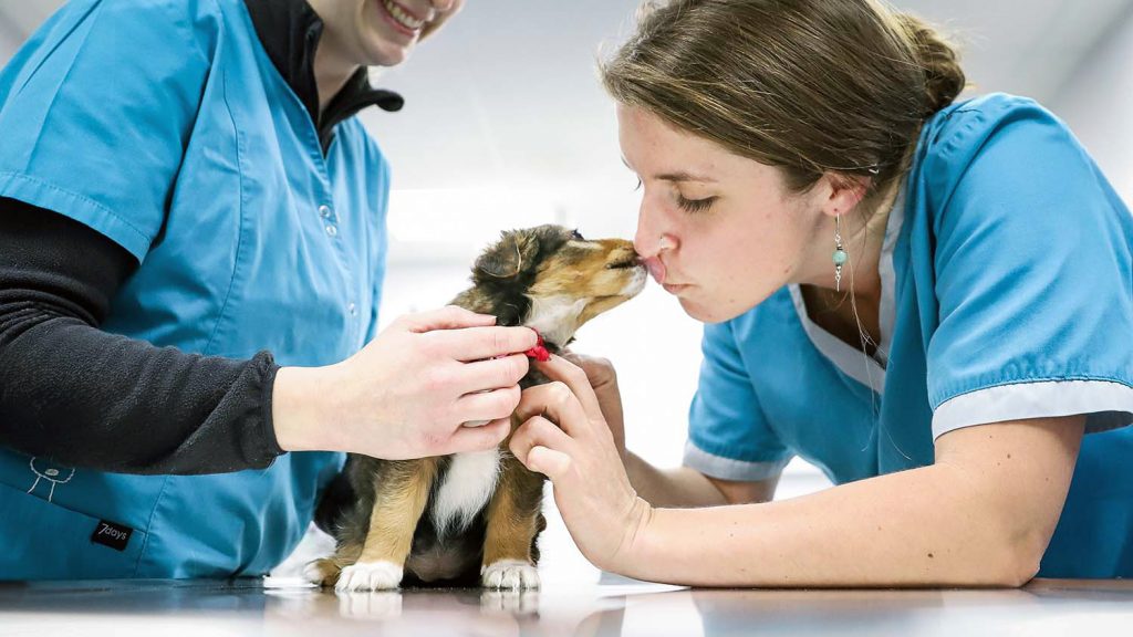Consultation générale clinique vétérinaire du Pont Gabriel à Blois