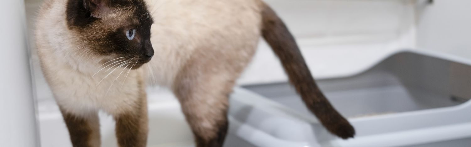 elimination-ou-marquage-chat