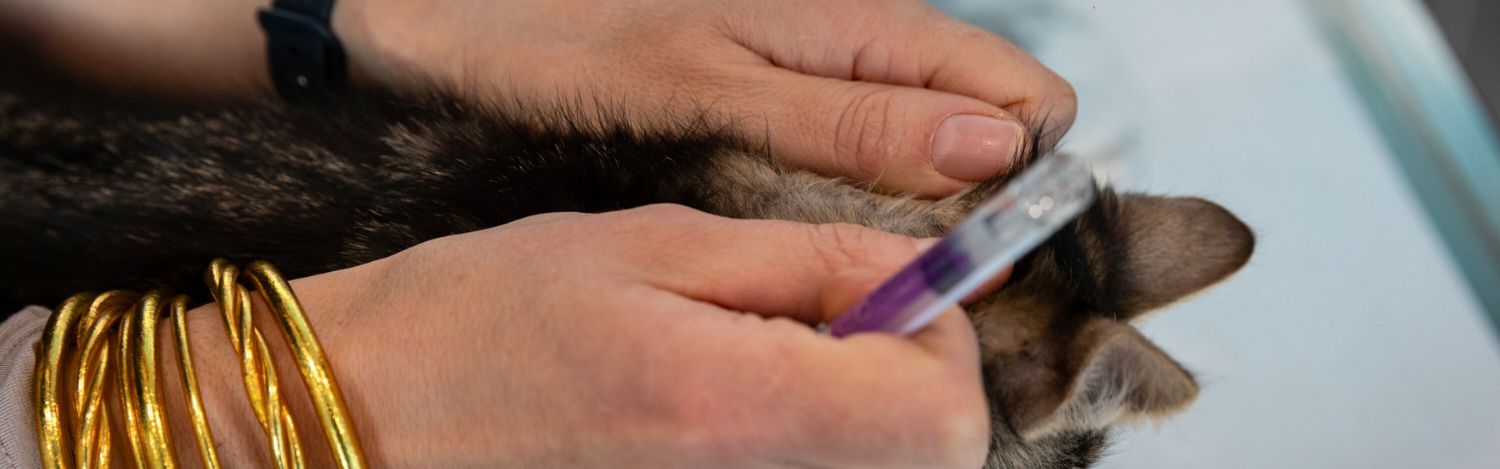 vermifuger-son-animal