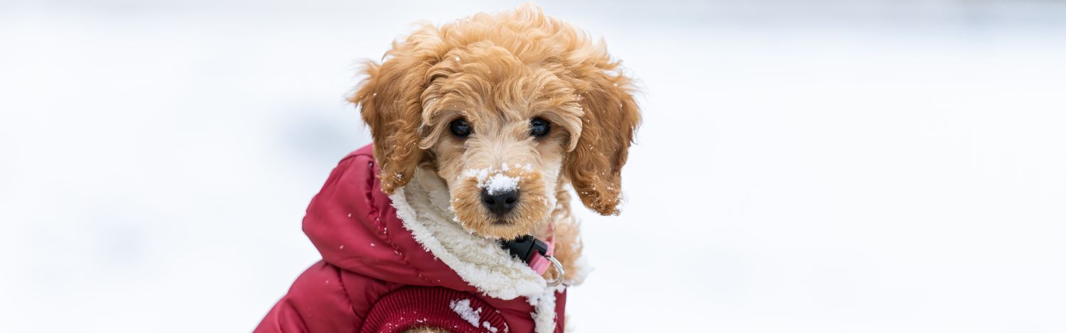 Prendre-soin-animal-hiver